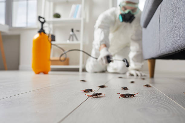 Post-Treatment Bed Bug Interceptor Monitoring in Berlin